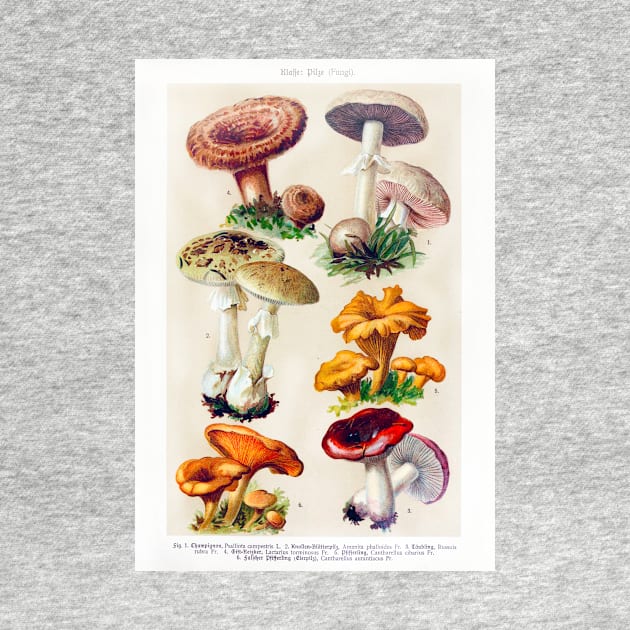 Mushroom species by WAITE-SMITH VINTAGE ART